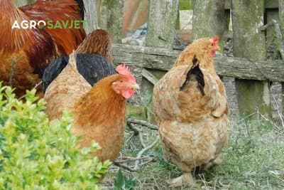 8 razloga da gajite kokoške u dvorištu: Korisnija životinja od ove ne postoji!