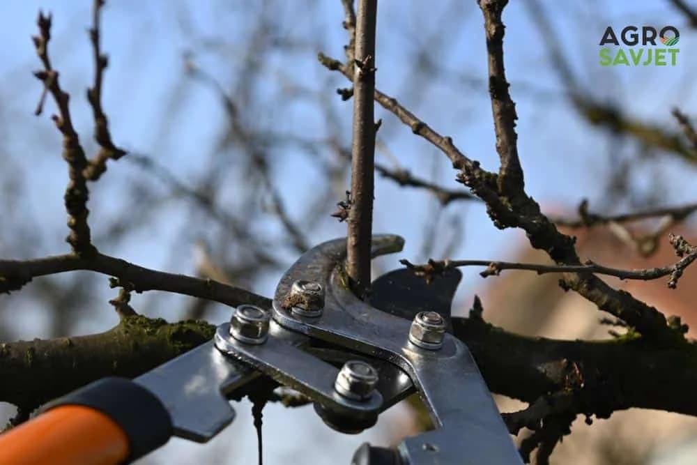 orezivanje grana