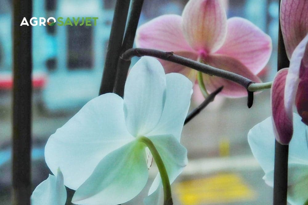 orhideja cvijet