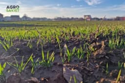 Prihrana ozime pšenice