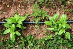 Začinsko bilje je neizostavni dio bašte - Predlažemo šta posaditi sa kojim povrćem za najbolje prinose