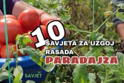 10 savjeta za uzgoj rasada paradajza u vašoj bašti