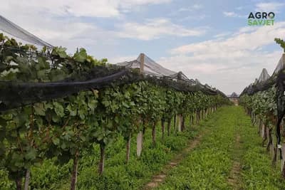 Projektovanje đubrenja vinograda pomoću onlajn kalkulatora