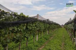 Projektovanje đubrenja vinograda pomoću onlajn kalkulatora