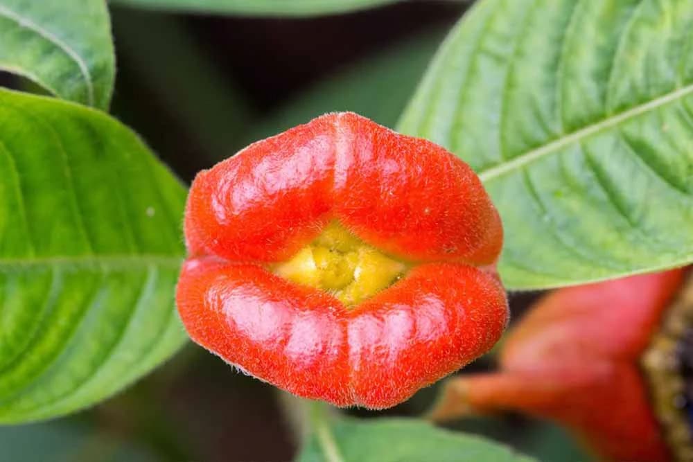 Psychotria elata
