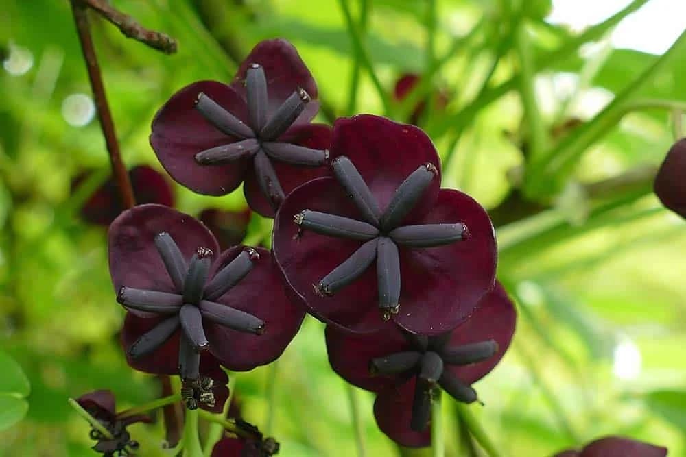 Akebia-quinata