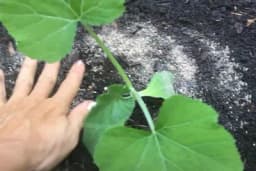 Mineralna đubriva - Kako i kada je najbolje prihraniti vaše biljke