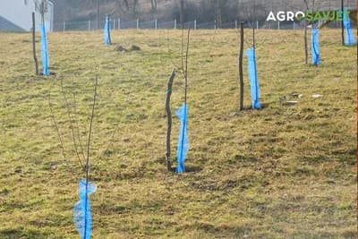 Kako pripremiti zemljište za uspješnu proljetnu sadnju voćaka - korak po korak vodič