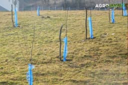 Kako pripremiti zemljište za uspješnu proljetnu sadnju voćaka - korak po korak vodič