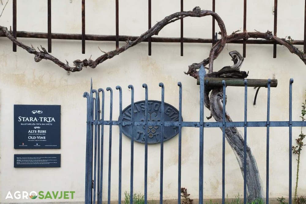 najstarija vinova loza