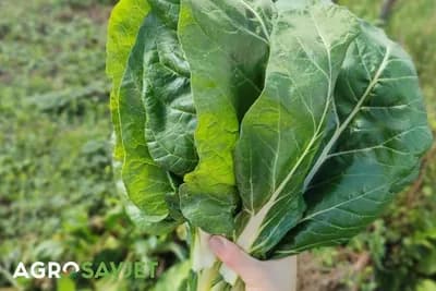Odlični savjeti za đubrenje špinata i blitve: Izbalansirajte hranjive materije za impresivne rezultate