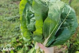 Odlični savjeti za đubrenje špinata i blitve: Izbalansirajte hranjive materije za impresivne rezultate