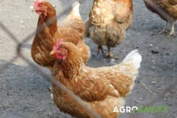 Kokoške su podložne raznim bolestima, a mogu zaraziti i ljude: SALMONELOZA je jedna od takvih!