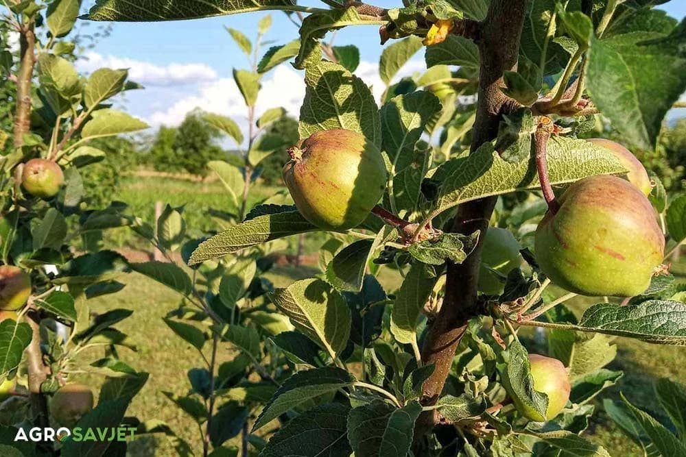 jabuke bez pesticida