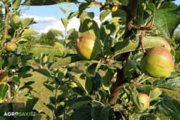 Da li je moguće da se proizvede jabuka bez pesticida?