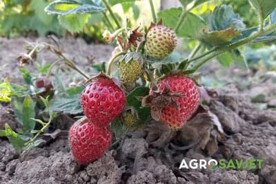 Kako osigurati sočne i slatke jagode - Tajne uspješnog đubrenja otkrivene!