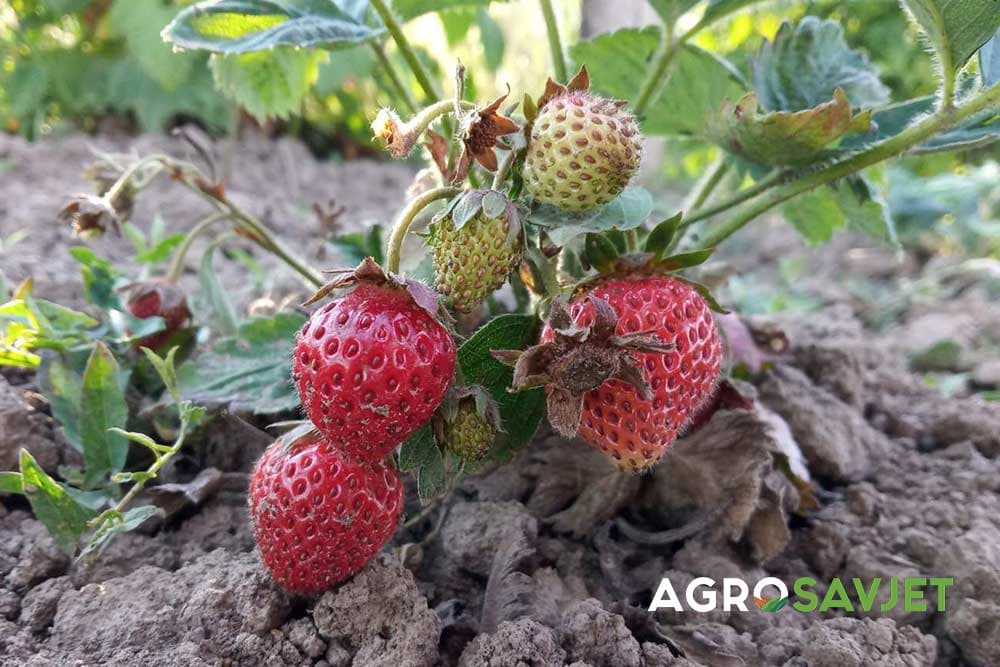 položaji za gajenje jagoda