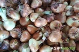 Kako se pravilno čuva luk