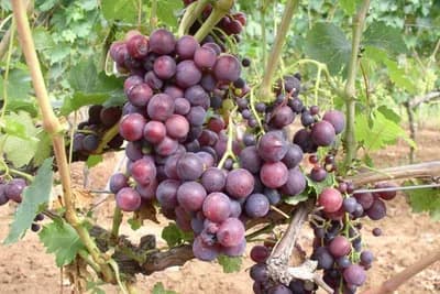 Kardinal crveni – Najpoznatija stona sorta vinove loze