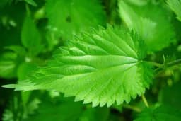 Zamrzavanje koprive za bolje zdravlje - Kako iskoristiti ovu jednostavnu tehniku u borbi protiv alergija