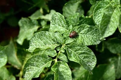 Kako da odaberete najbolju sortu krompira za svoje potrebe