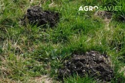 Da li prirodnim preparatima možete otjerati krtice iz vaše bašte?