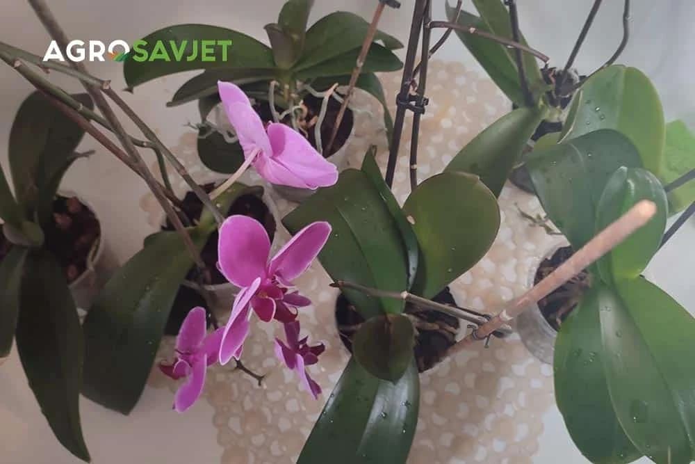 kupanje orhideja