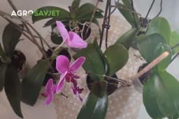 Da li orhideje treba "kupati" i koja metoda zalijevanja je najbolja?