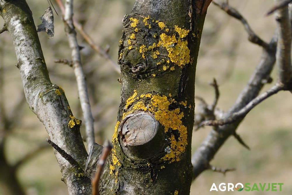 lišajevi na voćkama