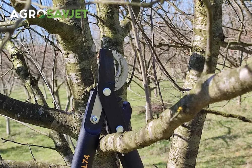 makaze za orezivanje voćaka