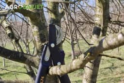 Šta treba uzeti u obzir prilikom orezivanja voća u proljeće?