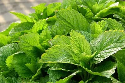 Kada se sije/sadi matičnjak i kako se njeguje?