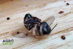 Zašto dolazi do trovanja pčela: Ovo su glavni razlozi!