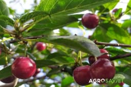 Sorte voćaka koje se manje prskaju pesticidma