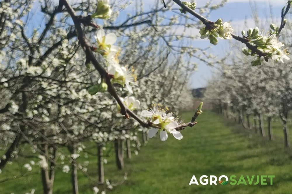 procvjetala šljiva