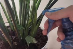 Ubijte bijelu plijesan na svojim sobnim biljkama s ovim sredstvom iz kuhinje