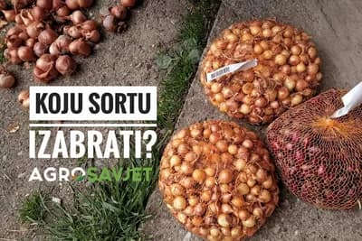 Ovo su najbolje sorte luka za proljetnu sadnju