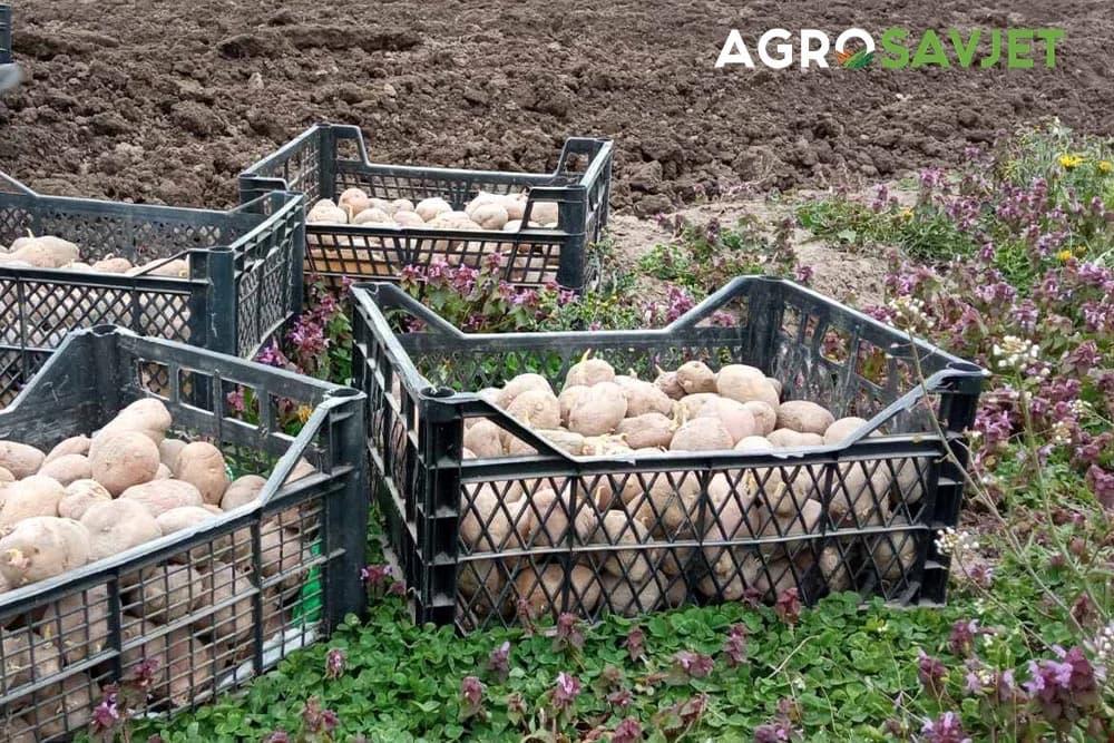 sjetva mladog krompira