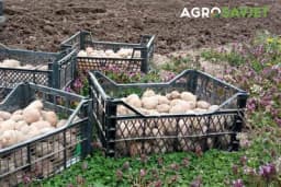 Sjetva MLADOG KROMPIRA – Posijte ga U MARTU, a vadite u JUNU