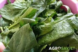 Odmah ćete ga početi jesti - Devet dobrobiti spanaća