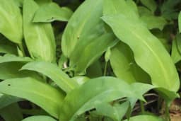 Kako uzgojiti srijemuš u bašti?