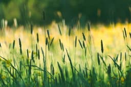 Kako se riješiti korova u organskoj proizvodnji?