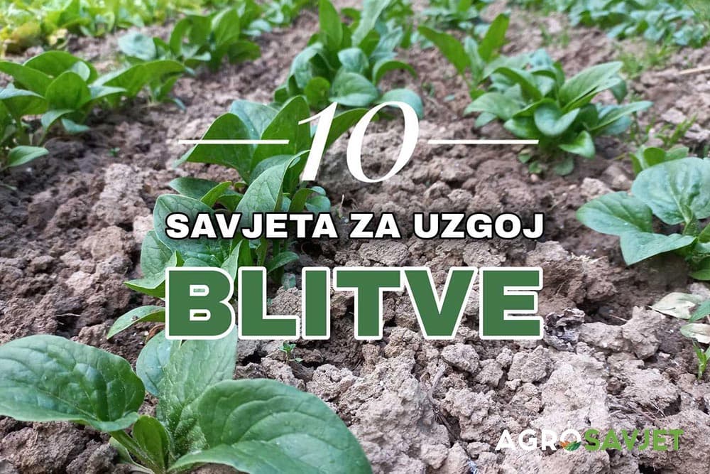 uzgoj blitve