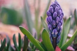 Narodna vjerovanja vezana za ZUMBUL: Jedan od prvih vjesnika proljeća ima jaku simboliku