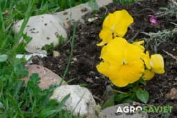 Jeftinije zamjene za pesticide bez hemikalija: Bez odvajanja velike sume novca cvijeće će bujati