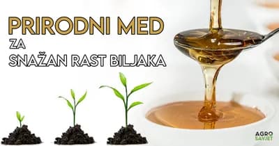 Rastvor od meda kao prirodni biostimulator za brže klijanje sjemena