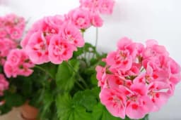 7 savjeta za kupovinu pelargonija koje će bujno cvjetati