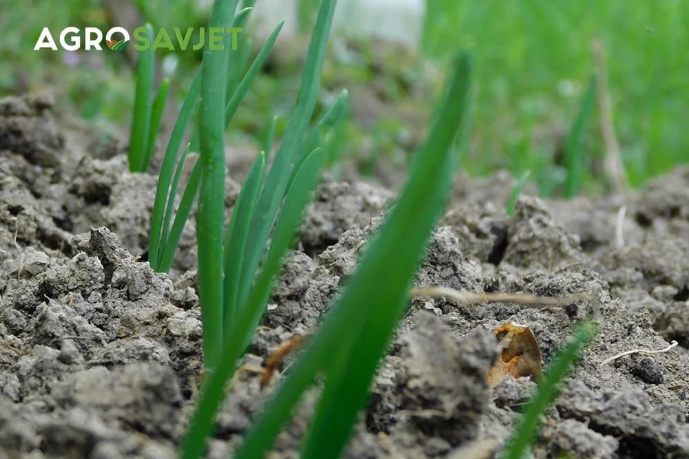 proizvodnja crnog luka