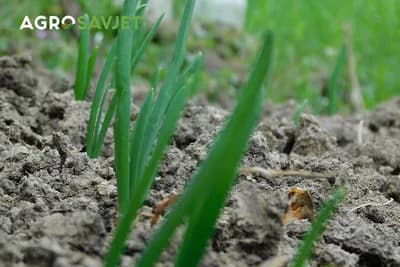 Savjeti za uspješnu proizvodnju crnog luka iz rasada