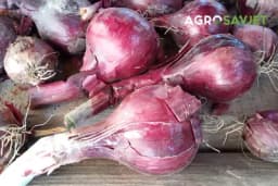 Domaćice otkrile tajnu kako da sačuvate luk svježim